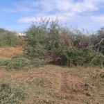 g-r-thoppu-karuvelam-remove-18