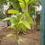 nammaazhvaar-park-mannargudi-06