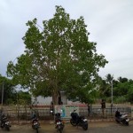 nammaazhvaar-park-mannargudi-07